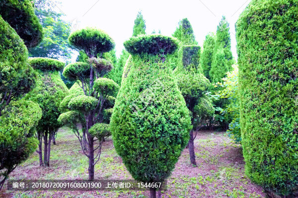 園林植物造型造景