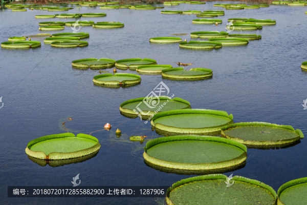 大王蓮