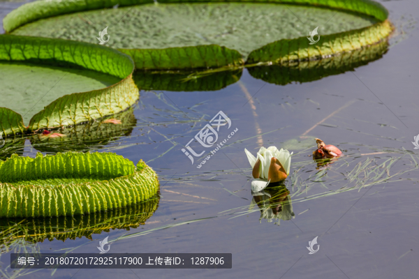 大王蓮