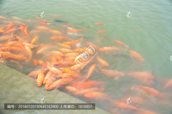 魚群