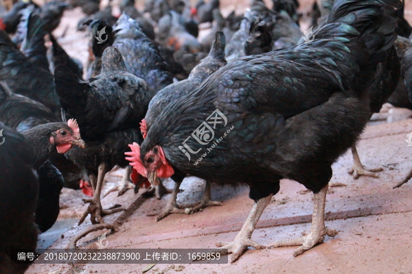 散養(yǎng)土雞
