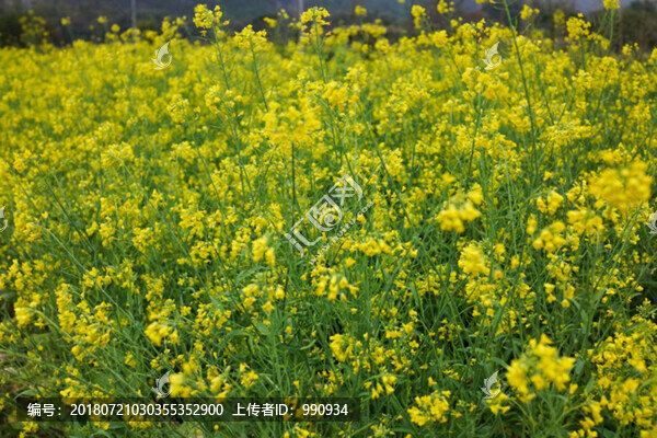 油菜花