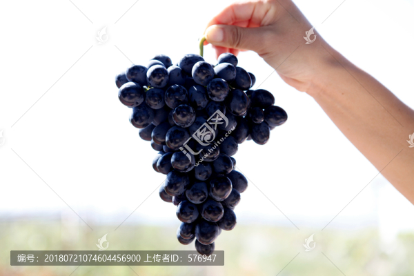 葡萄