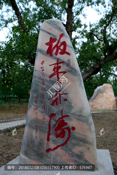 板棗林海