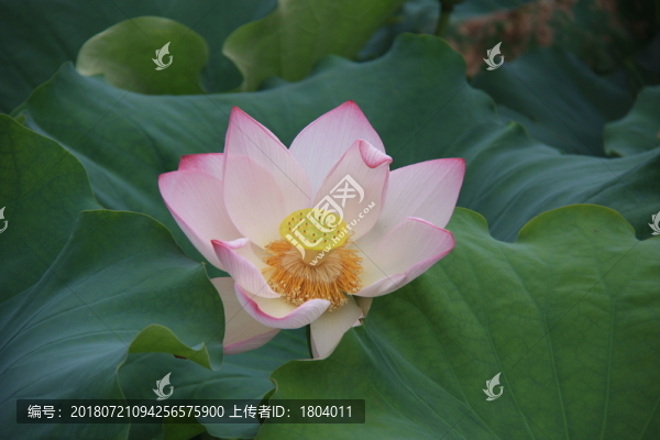 花開富貴之荷花