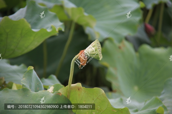蓮蓬