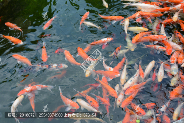 觀賞魚錦鯉