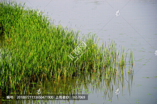 水草