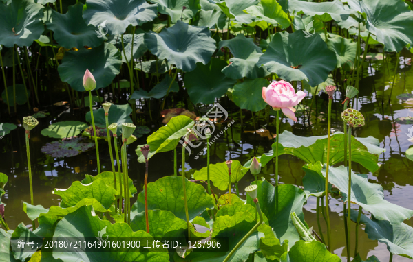 荷花