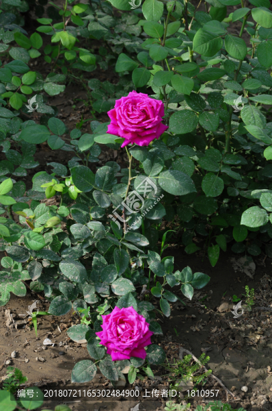 月季花