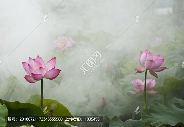 荷花