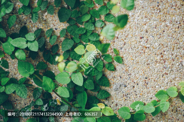爬墻植物