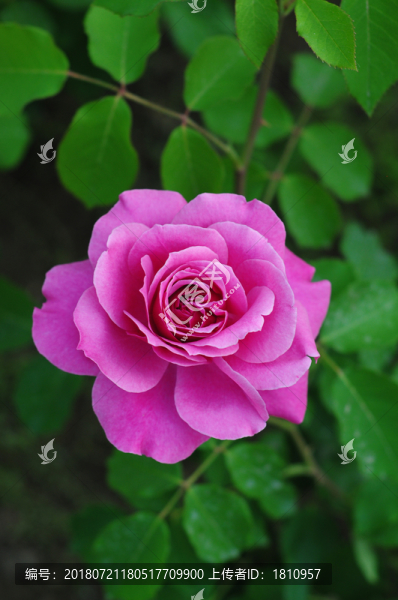 月季花
