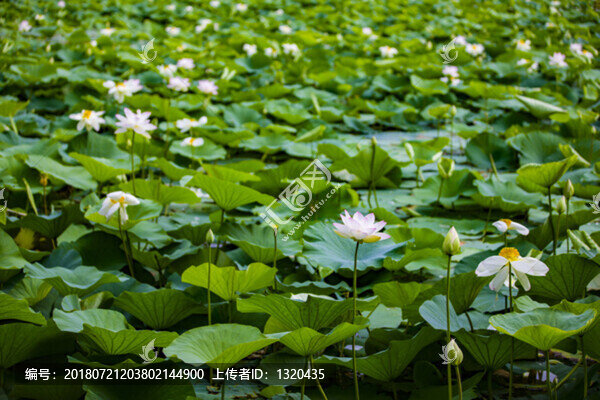荷花