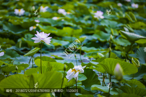 荷花