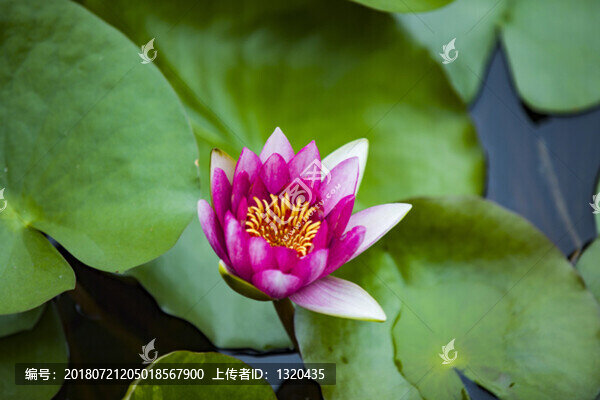 睡蓮