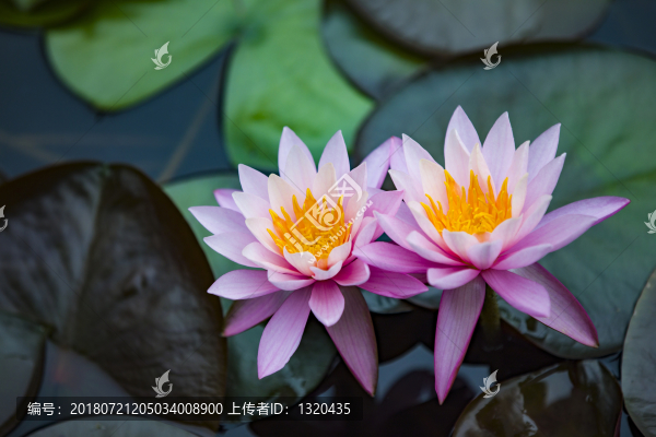 睡蓮