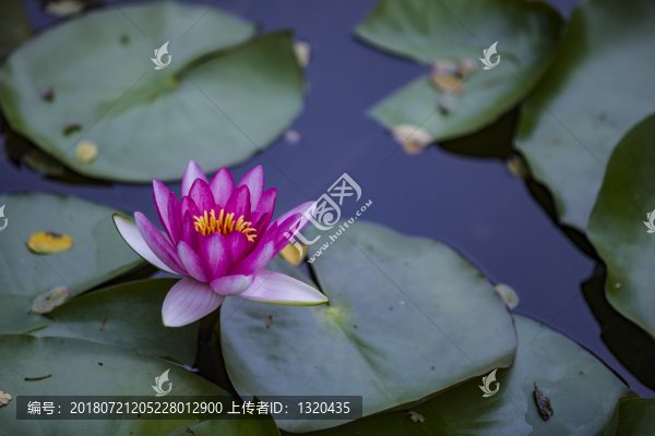睡蓮