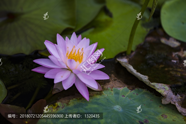 睡蓮