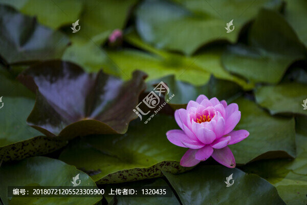 睡蓮