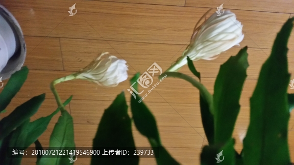 曇花開放過程