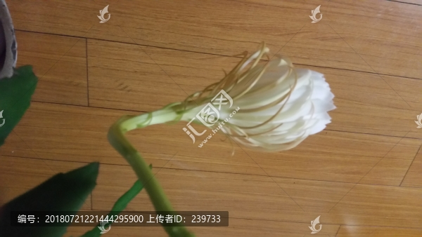 曇花開放過程