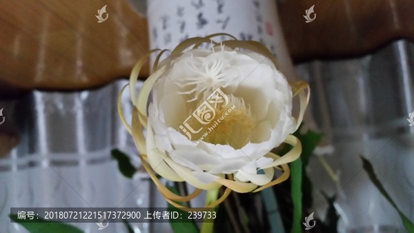 曇花開放過程