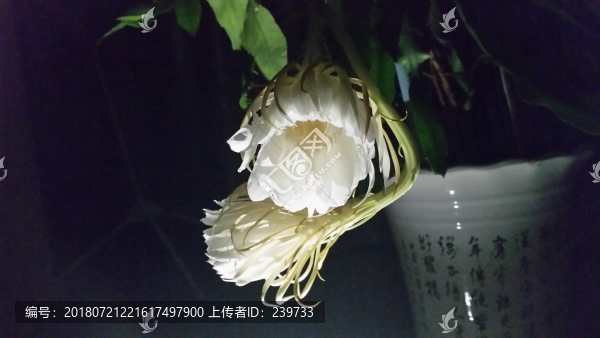曇花