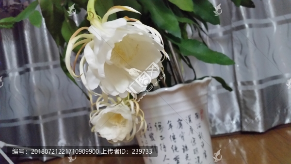 曇花