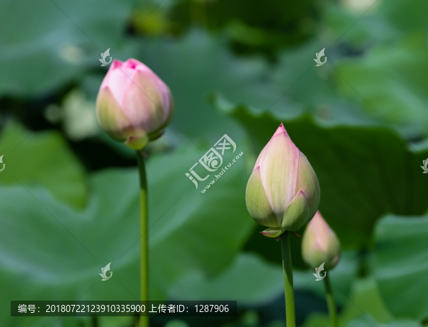 花苞