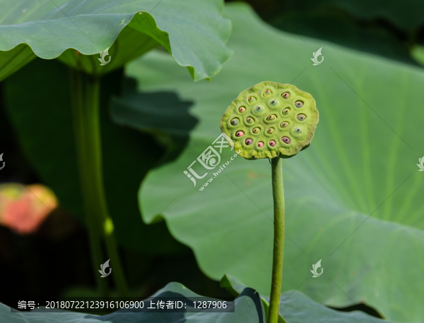 蓮蓬