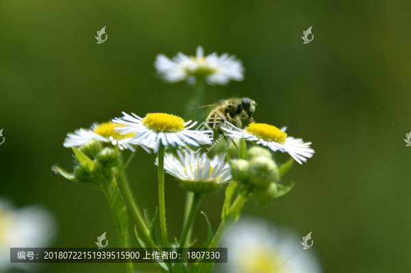 采蜜
