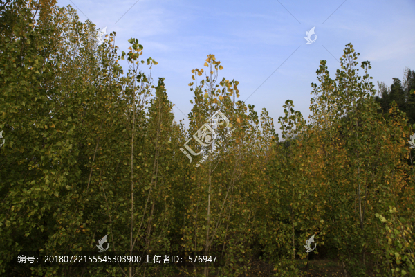 楊樹林