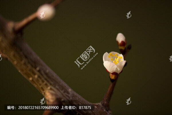 杏花