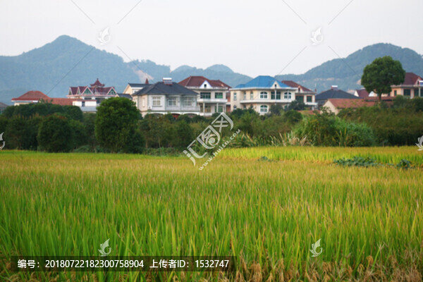 稻田