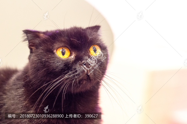 蘇格蘭折耳貓