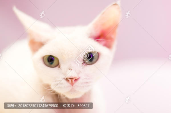 德文卷毛貓