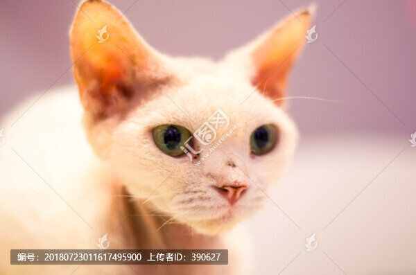 德文卷毛貓