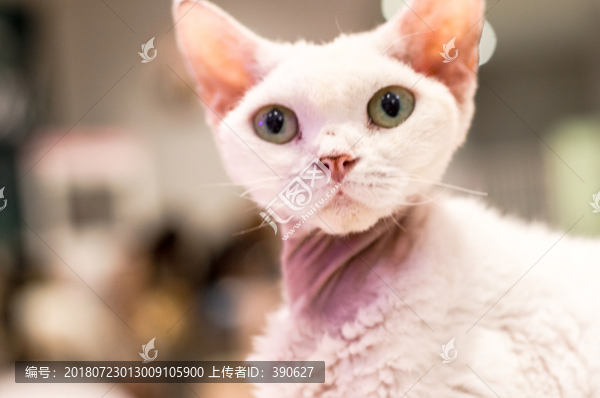 德文卷毛貓