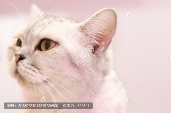 美國短毛貓