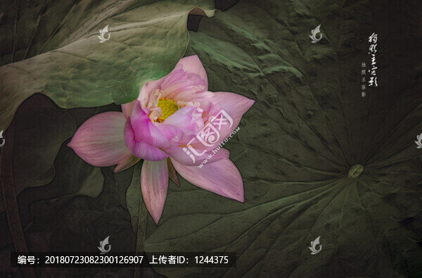 獨照玉容影