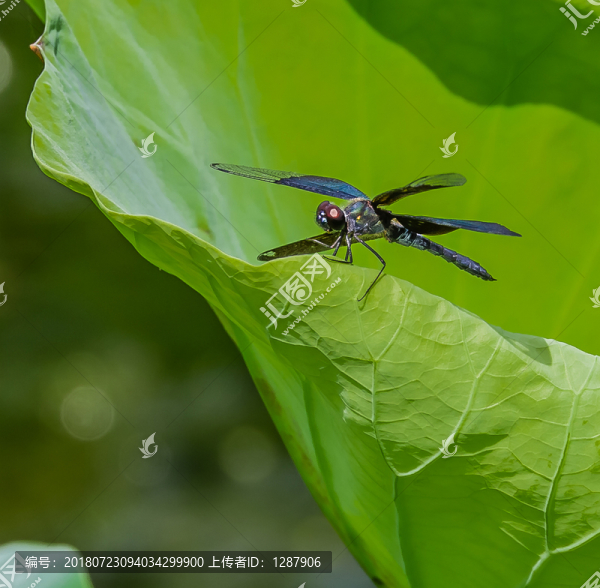 蜻蜓