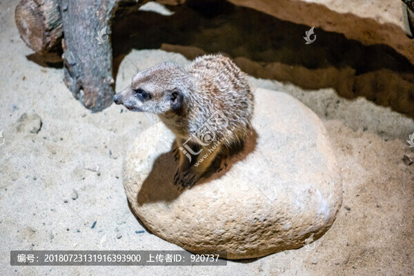 狐獴