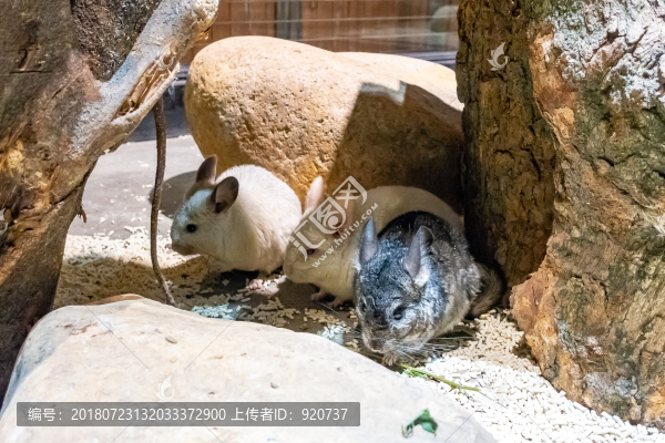 龍貓