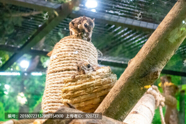 小鼯鼠