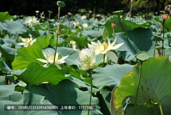 夏日盛開(kāi)的荷花