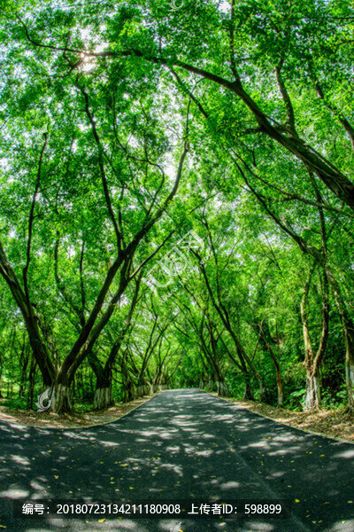 陽光樹林綠道
