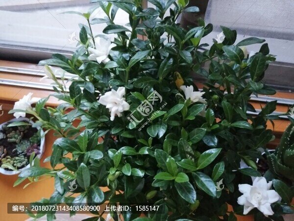 梔子花