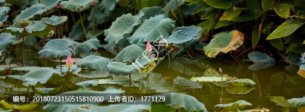 荷花池