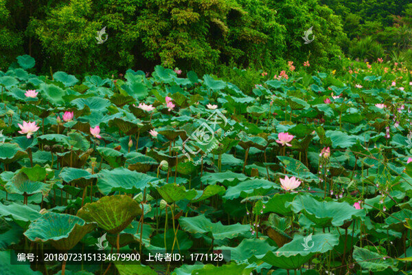 荷花